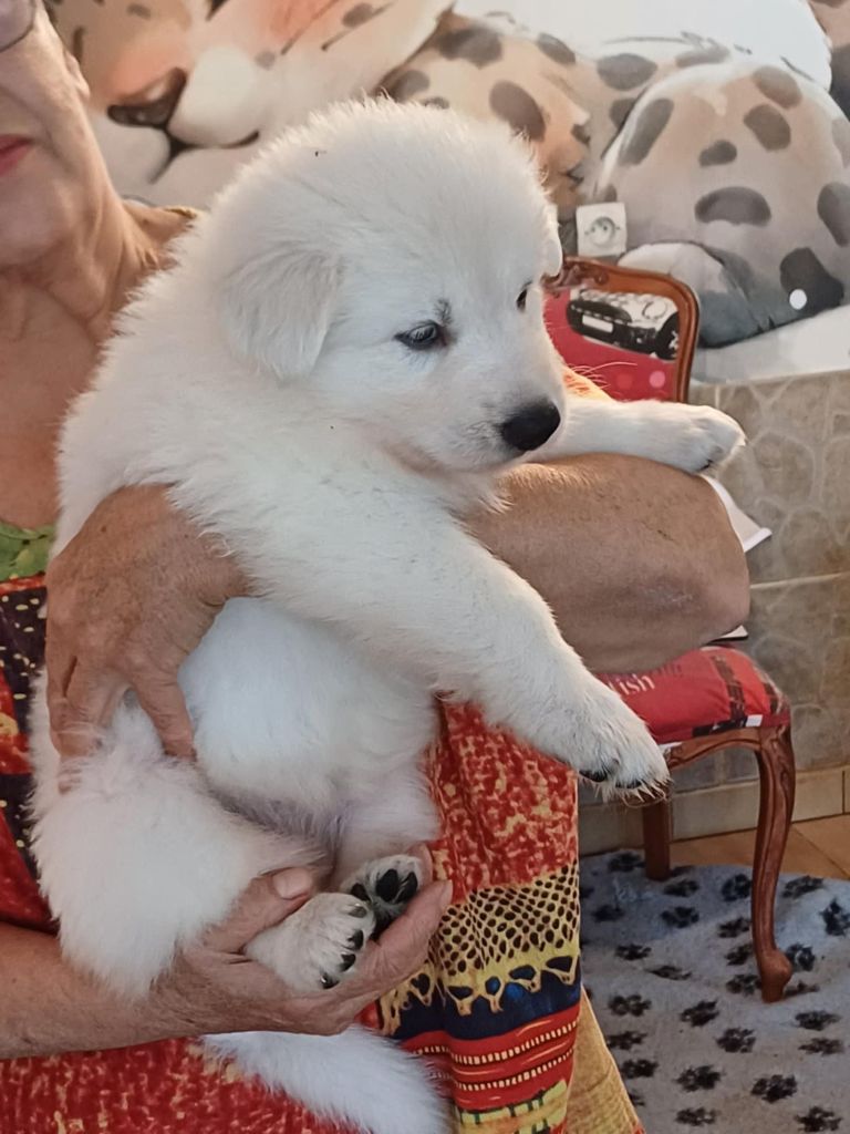 Della Bianca Neve - Chiot disponible  - Berger Blanc Suisse