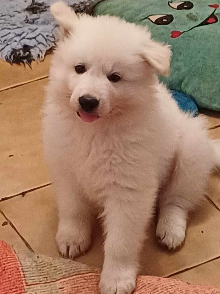 Della Bianca Neve - Chiot disponible  - Berger Blanc Suisse