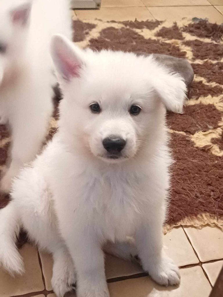 Della Bianca Neve - Chiot disponible  - Berger Blanc Suisse