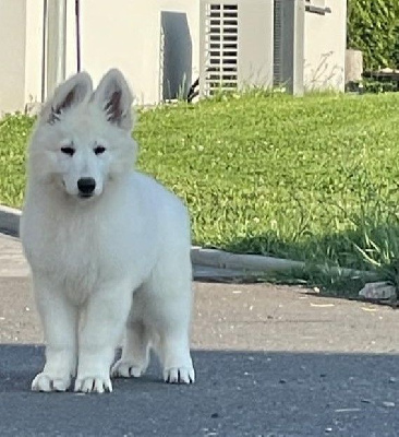 Della Bianca Neve - Berger Blanc Suisse - Portée née le 16/04/2024