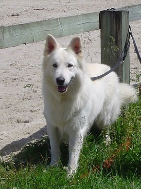 Forest  gump De vi pasay