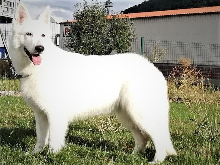 Non ho l'età del white conero