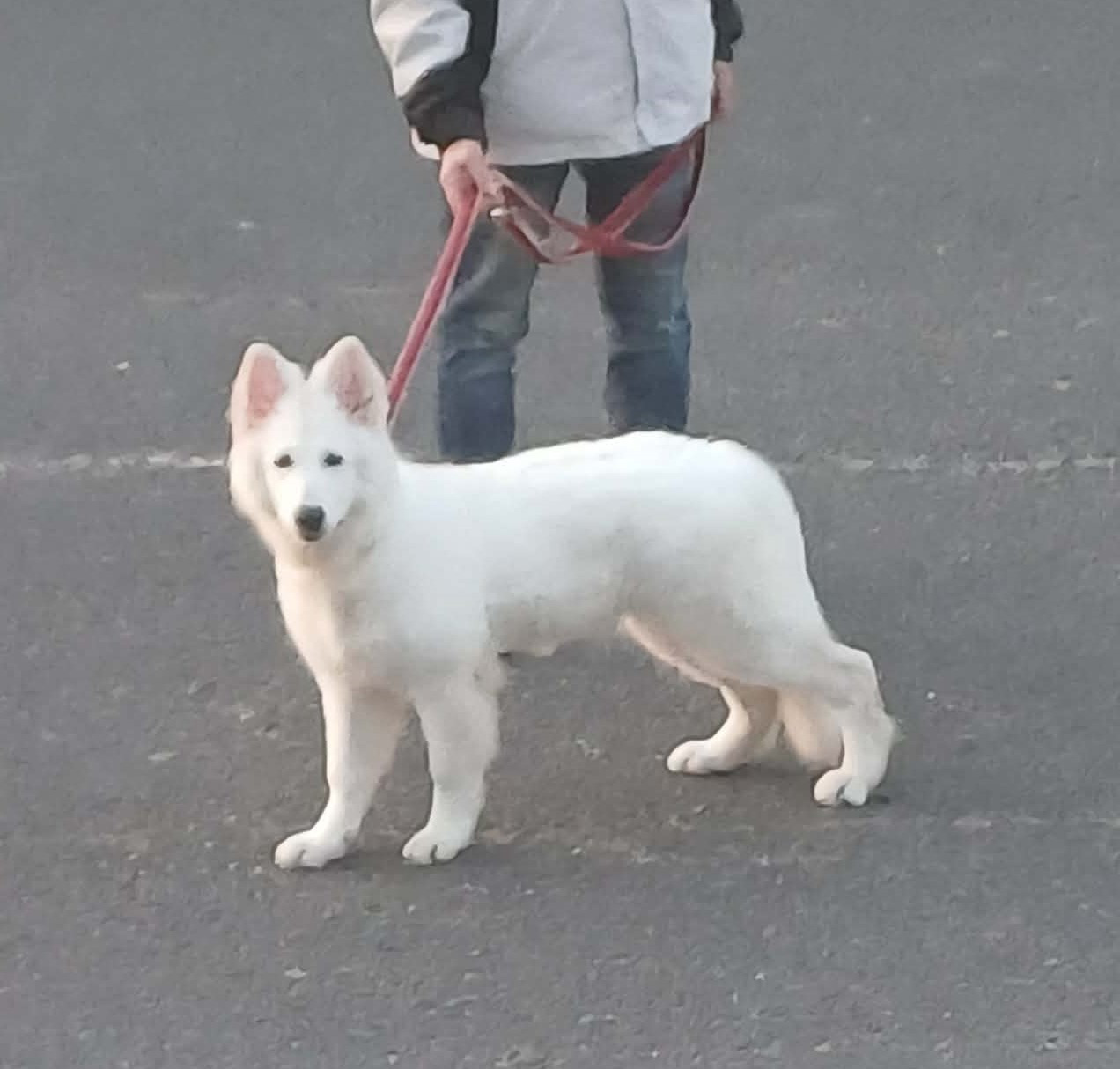 Della Bianca Neve - DISPONIBLE DE SUITE