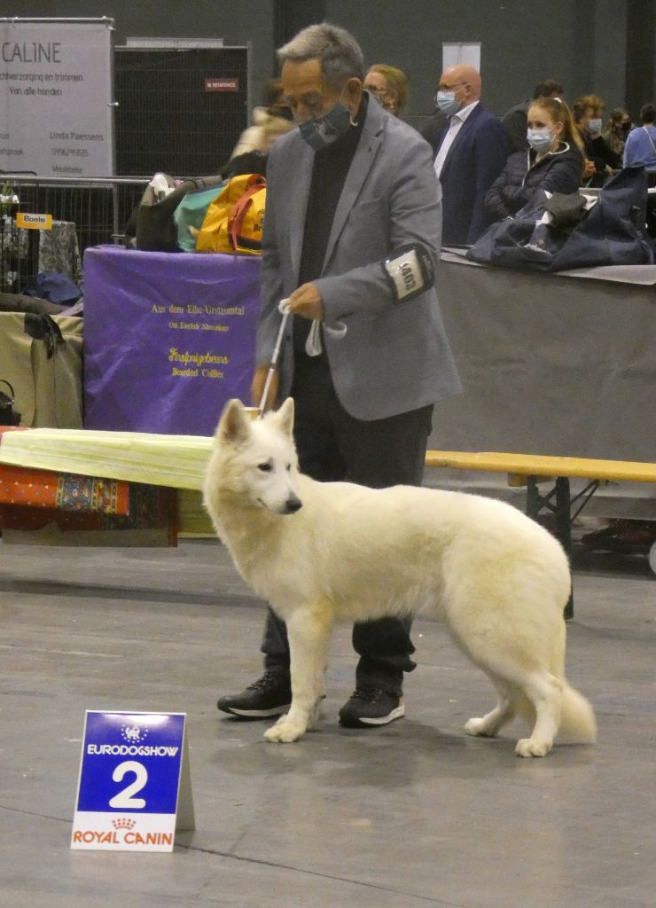 Della Bianca Neve - EURODOGSHOW  COURTRAI (B)