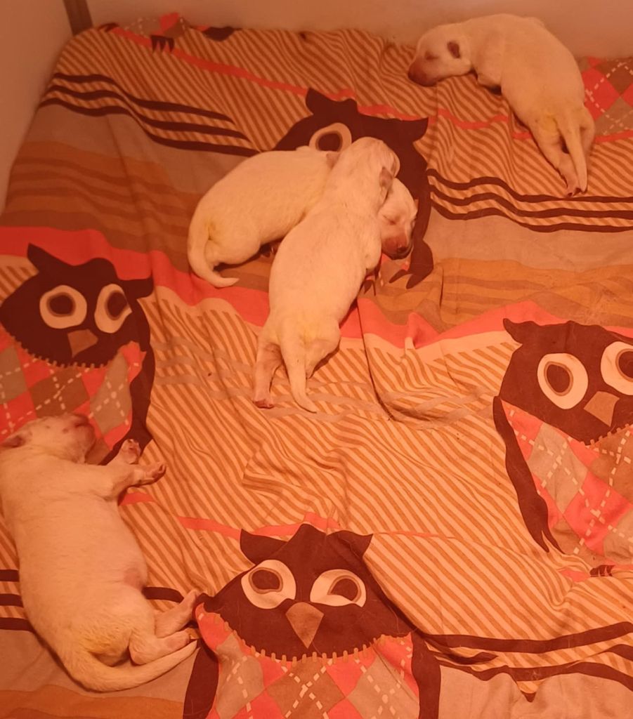 Della Bianca Neve - Chiots disponibles - Berger Blanc Suisse