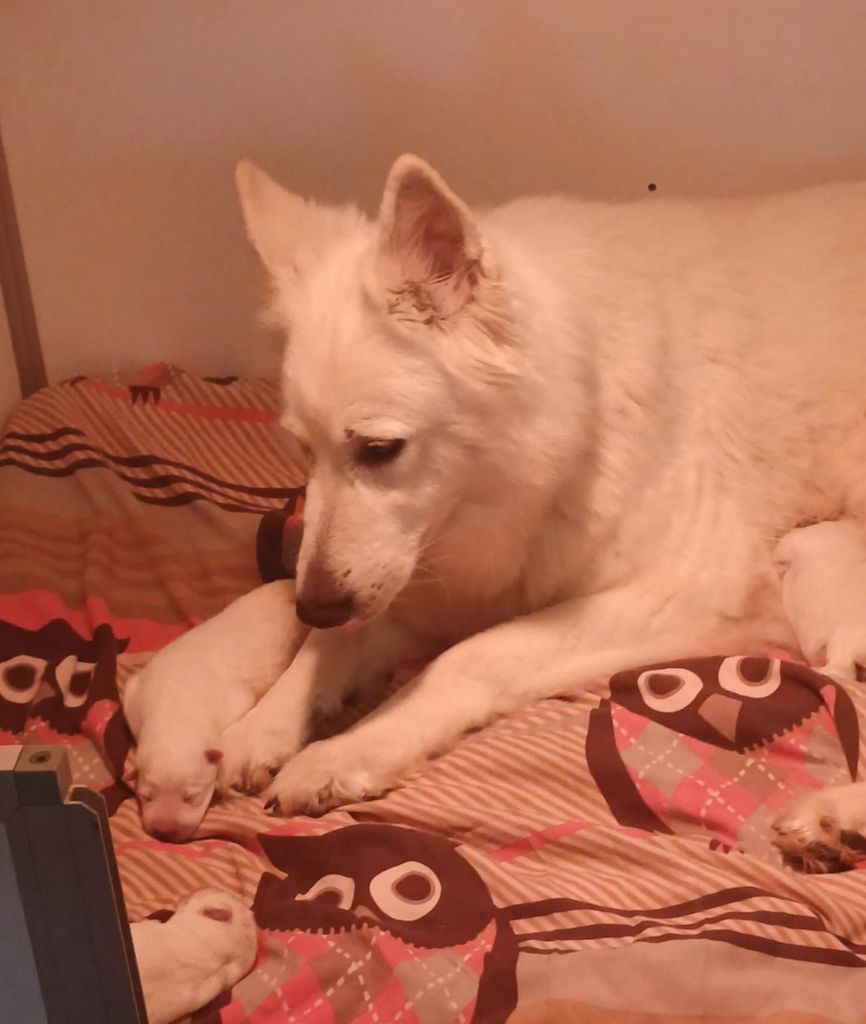 Della Bianca Neve - Chiots disponibles - Berger Blanc Suisse