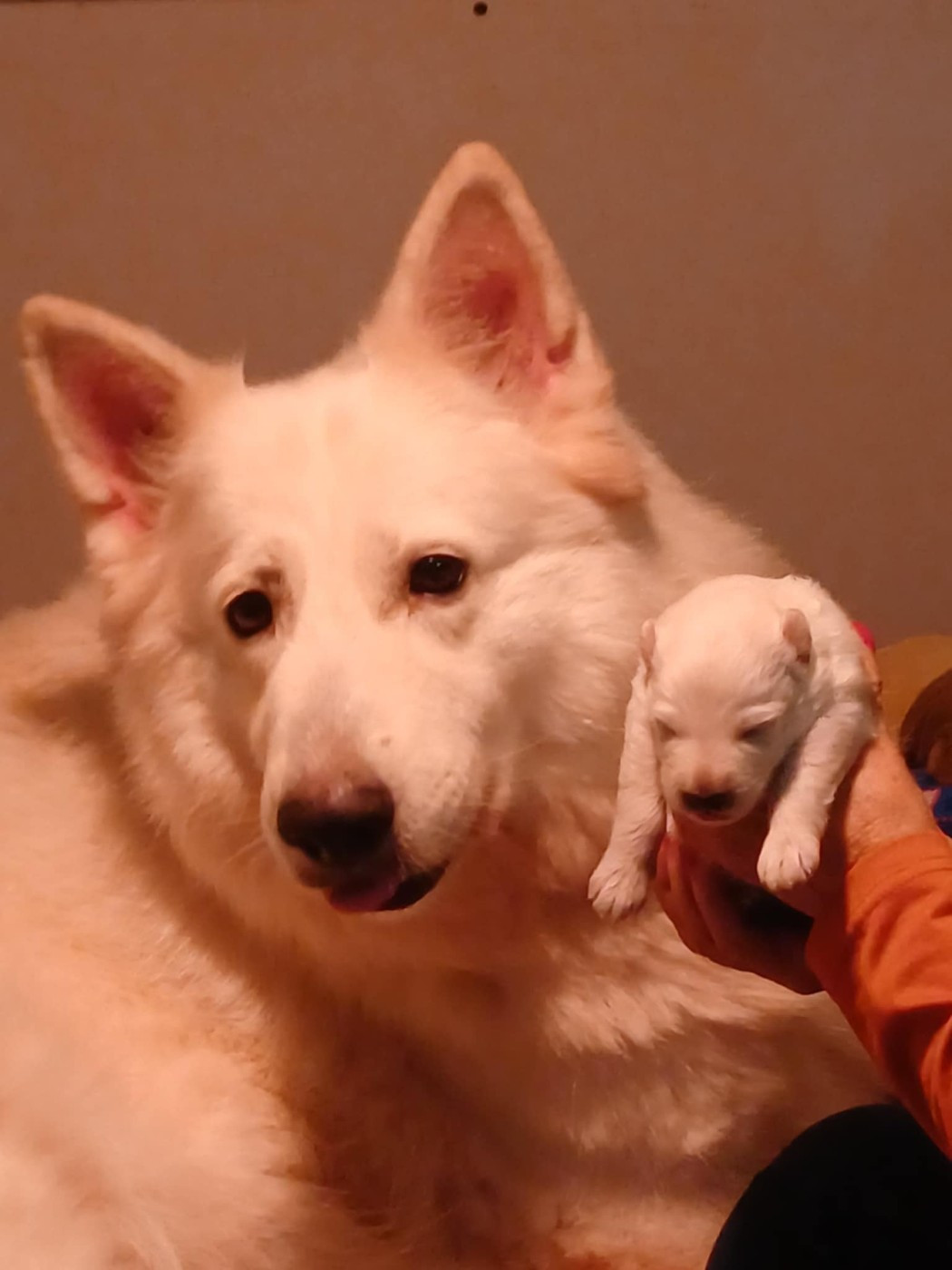 Chiot Berger Blanc Suisse Della Bianca Neve