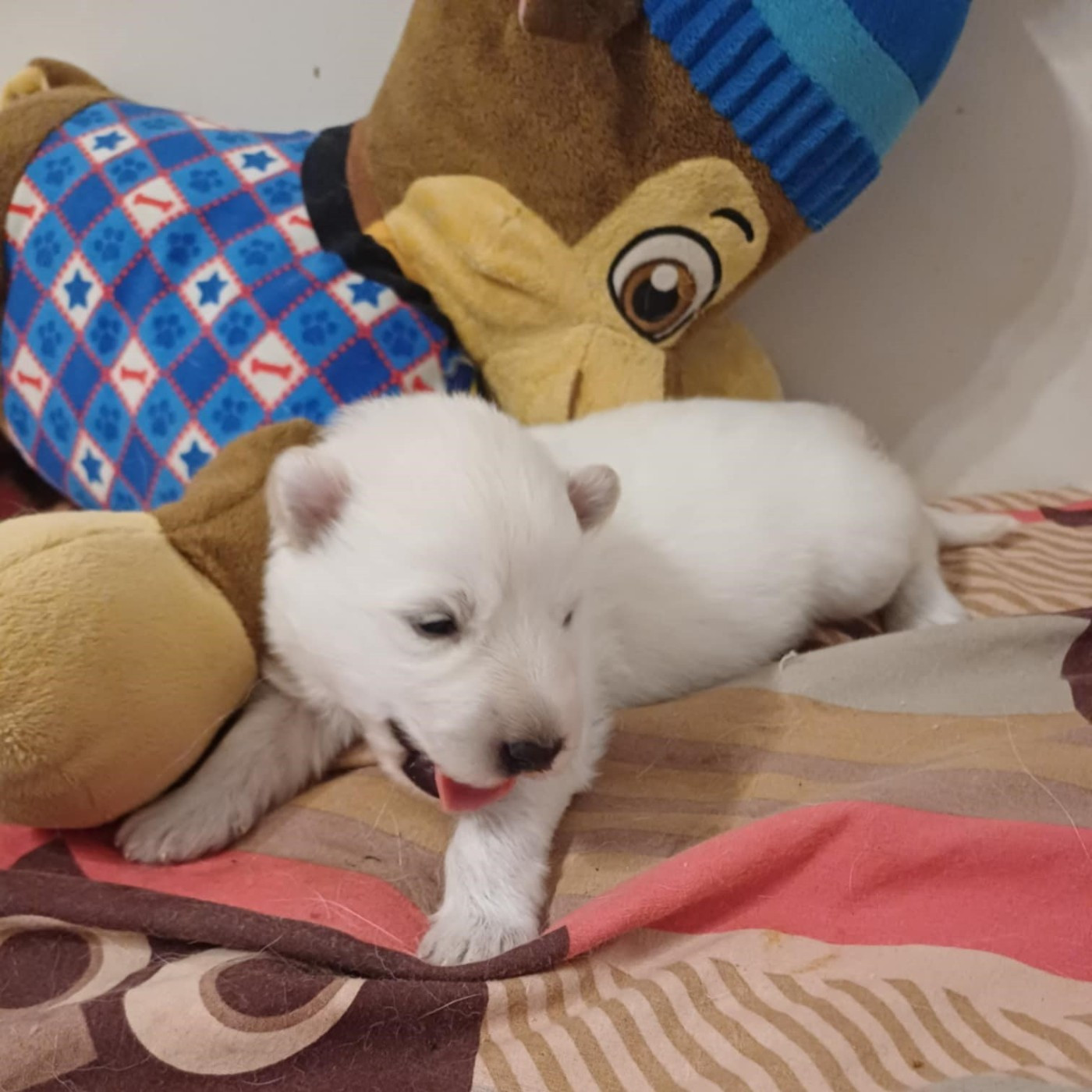 Della Bianca Neve - Chiots disponibles - Berger Blanc Suisse