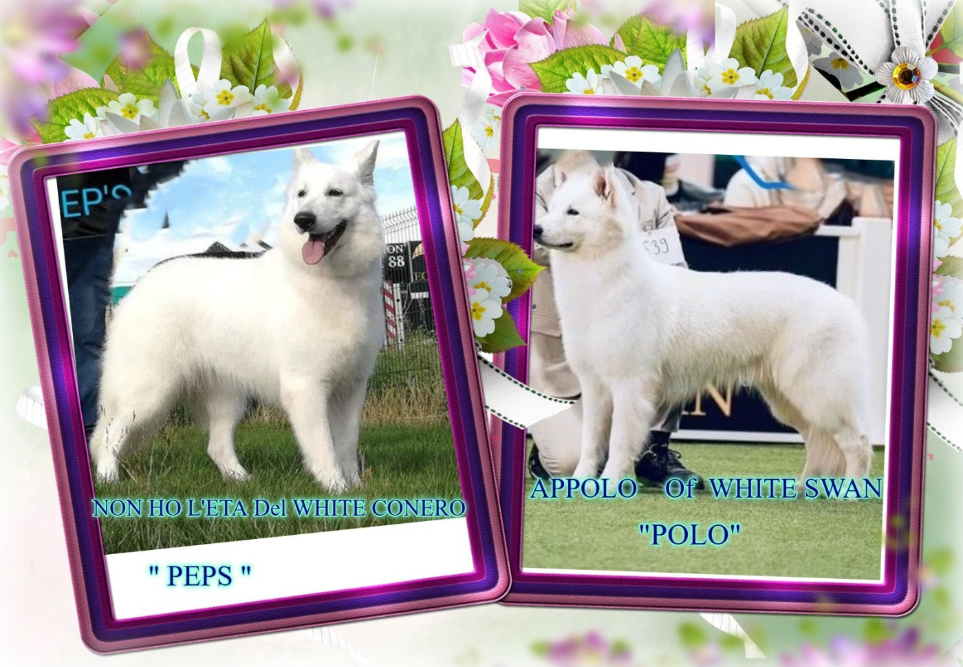 Chiot Berger Blanc Suisse Della Bianca Neve