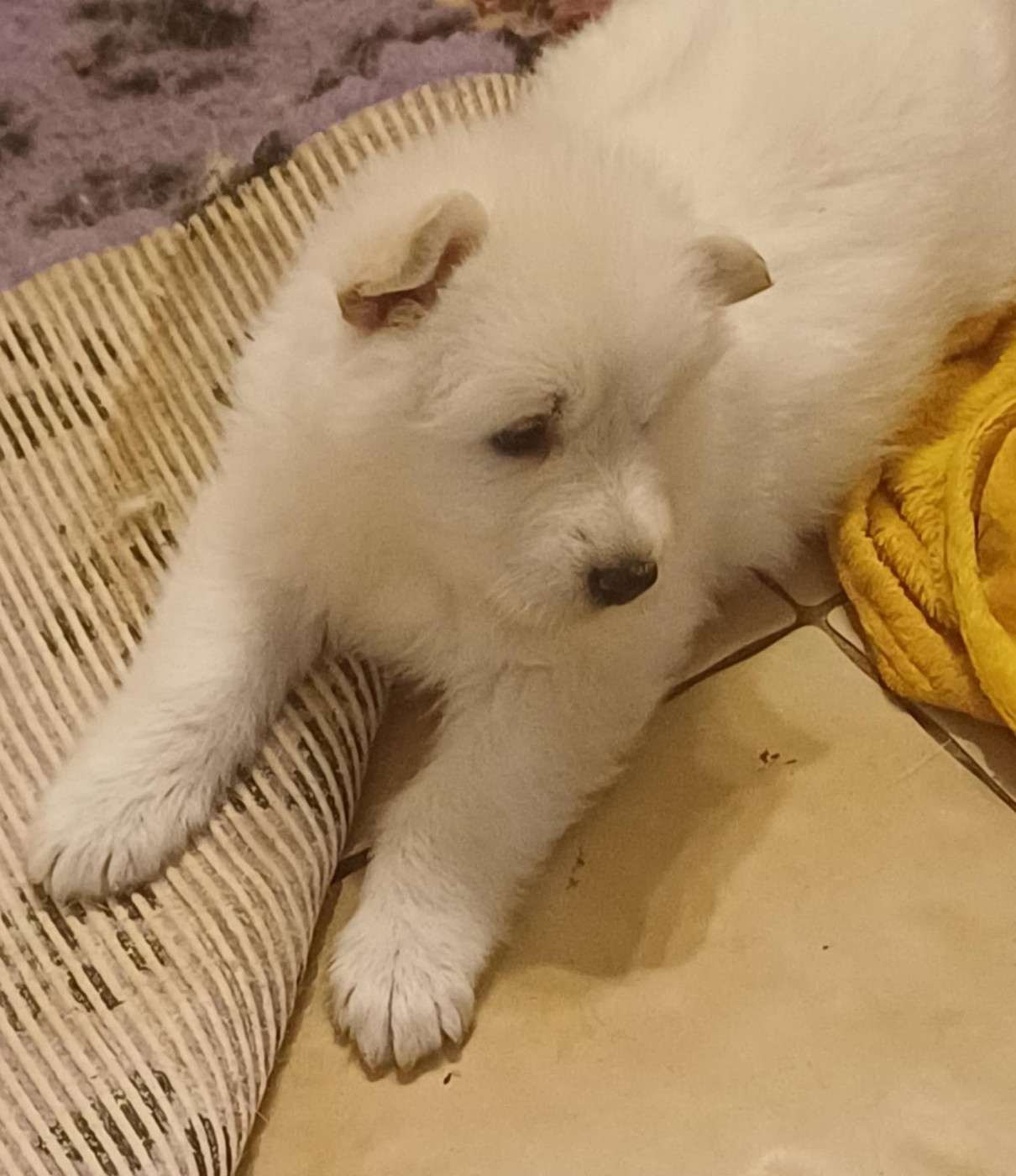 Della Bianca Neve - Chiots disponibles - Berger Blanc Suisse