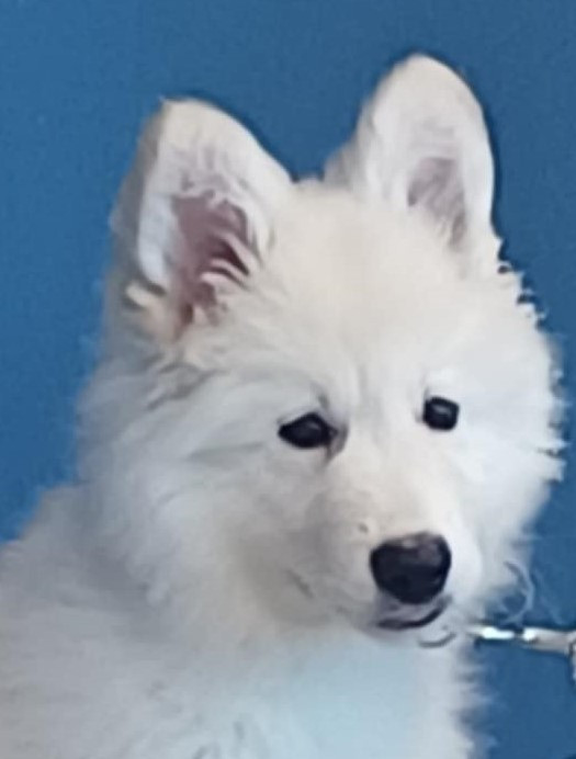 Della Bianca Neve - Chiots disponibles - Berger Blanc Suisse