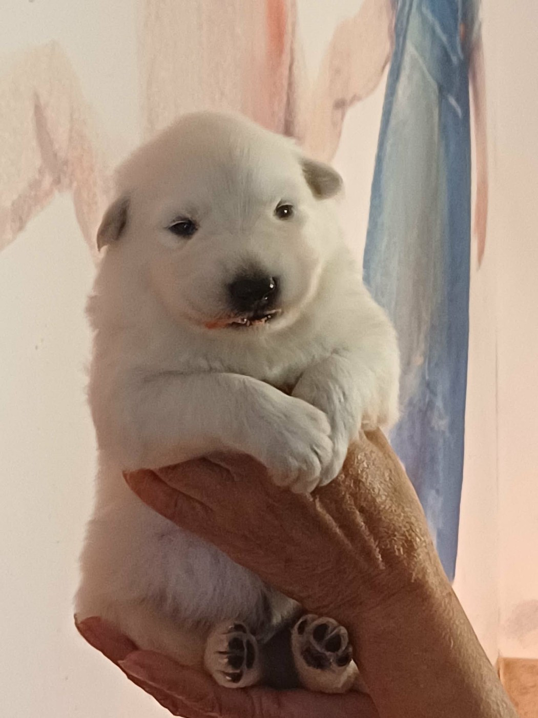 Della Bianca Neve - Chiots disponibles - Berger Blanc Suisse