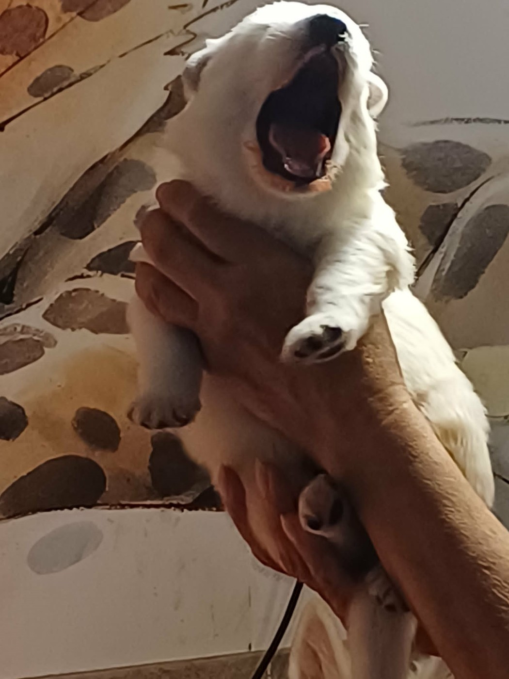 Della Bianca Neve - Chiots disponibles - Berger Blanc Suisse