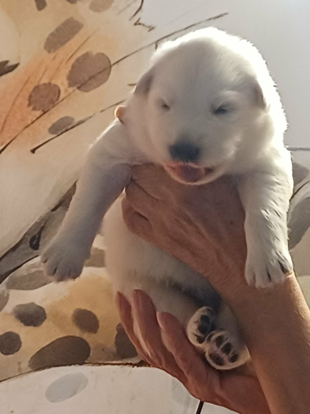Della Bianca Neve - Chiots disponibles - Berger Blanc Suisse