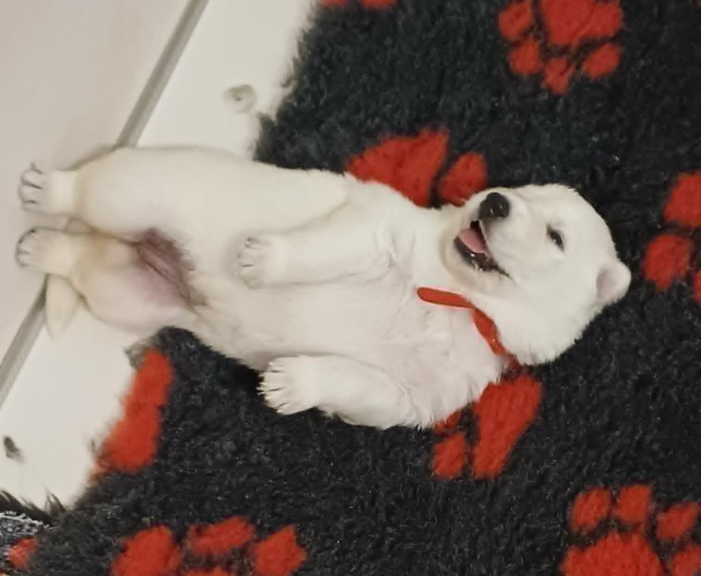 Della Bianca Neve - Chiots disponibles - Berger Blanc Suisse