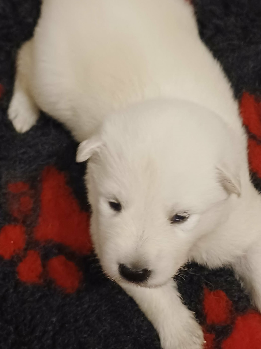 Della Bianca Neve - Chiots disponibles - Berger Blanc Suisse