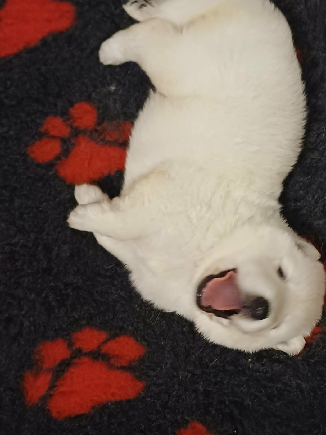 Della Bianca Neve - Chiots disponibles - Berger Blanc Suisse