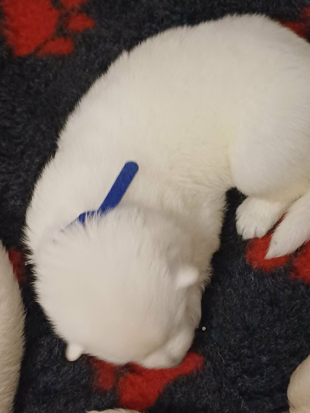 Della Bianca Neve - Chiots disponibles - Berger Blanc Suisse