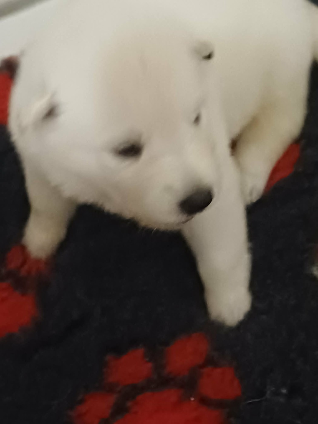 Della Bianca Neve - Chiots disponibles - Berger Blanc Suisse
