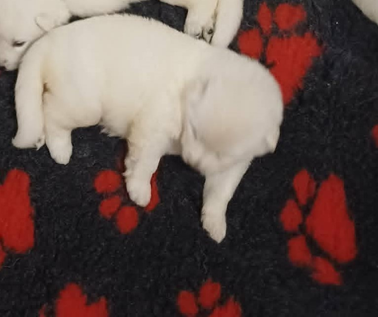 Della Bianca Neve - Chiots disponibles - Berger Blanc Suisse