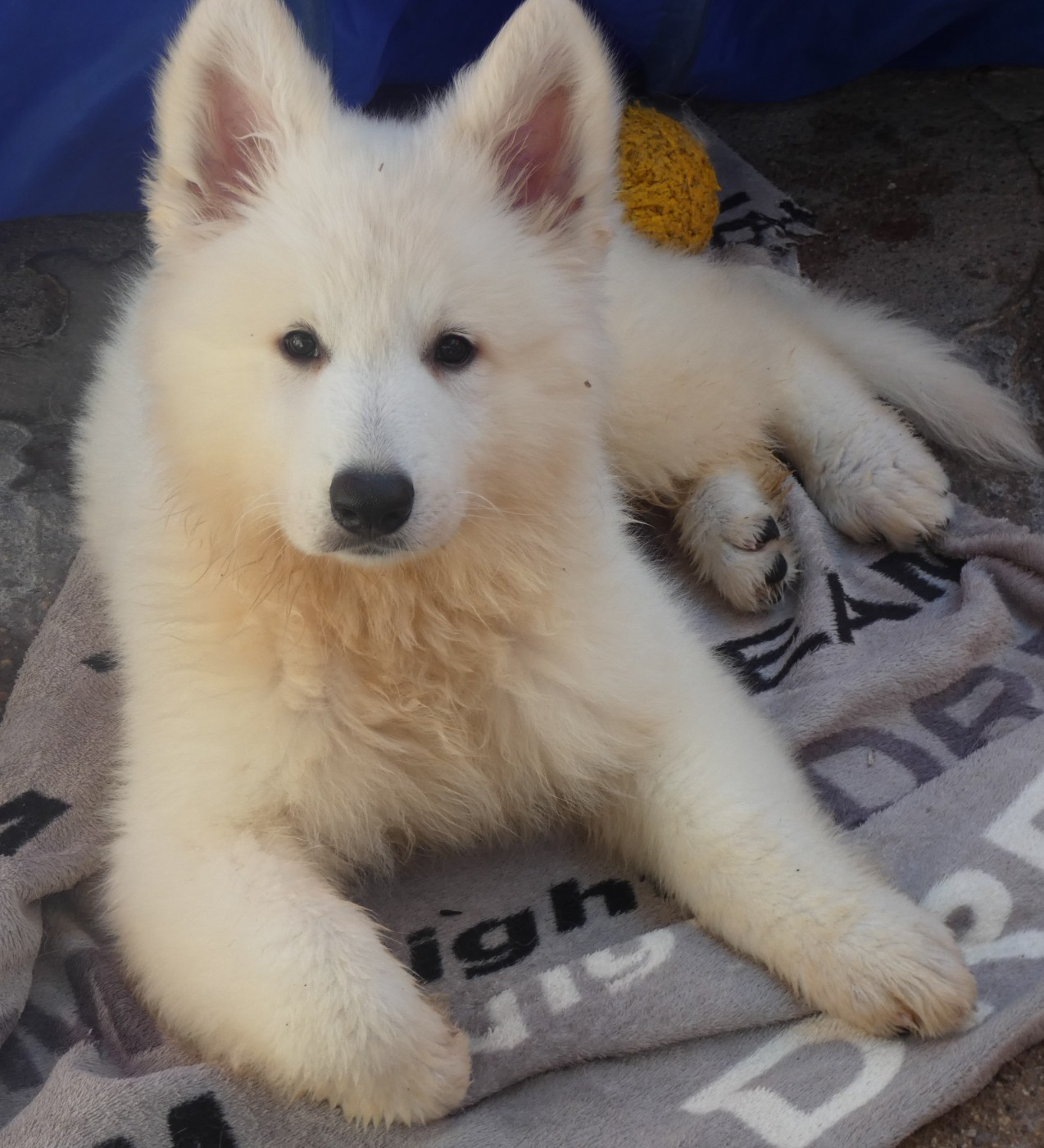 Della Bianca Neve - Berger Blanc Suisse - Portée née le 01/06/2026
