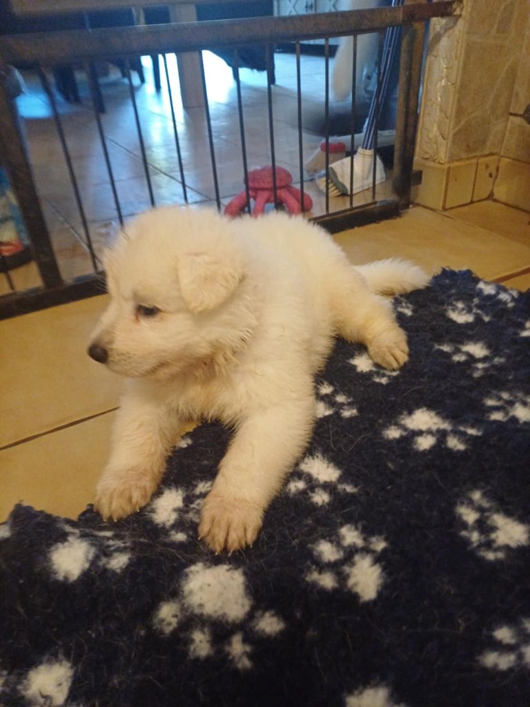 Della Bianca Neve - Chiots disponibles - Berger Blanc Suisse