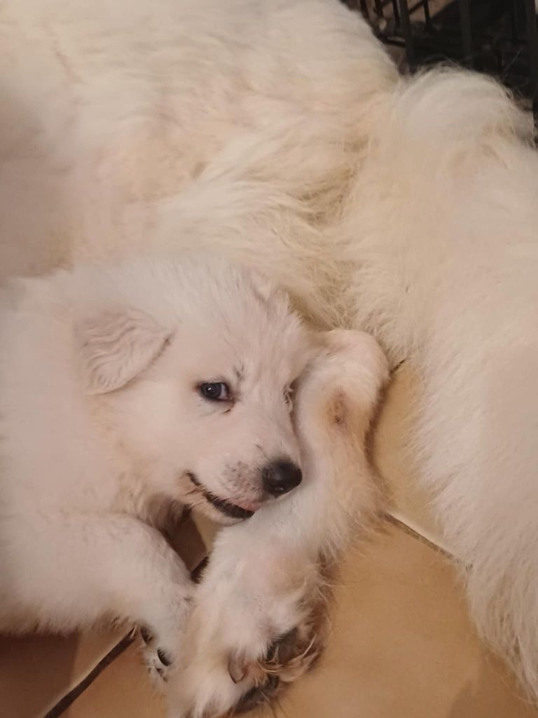 Della Bianca Neve - Chiots disponibles - Berger Blanc Suisse