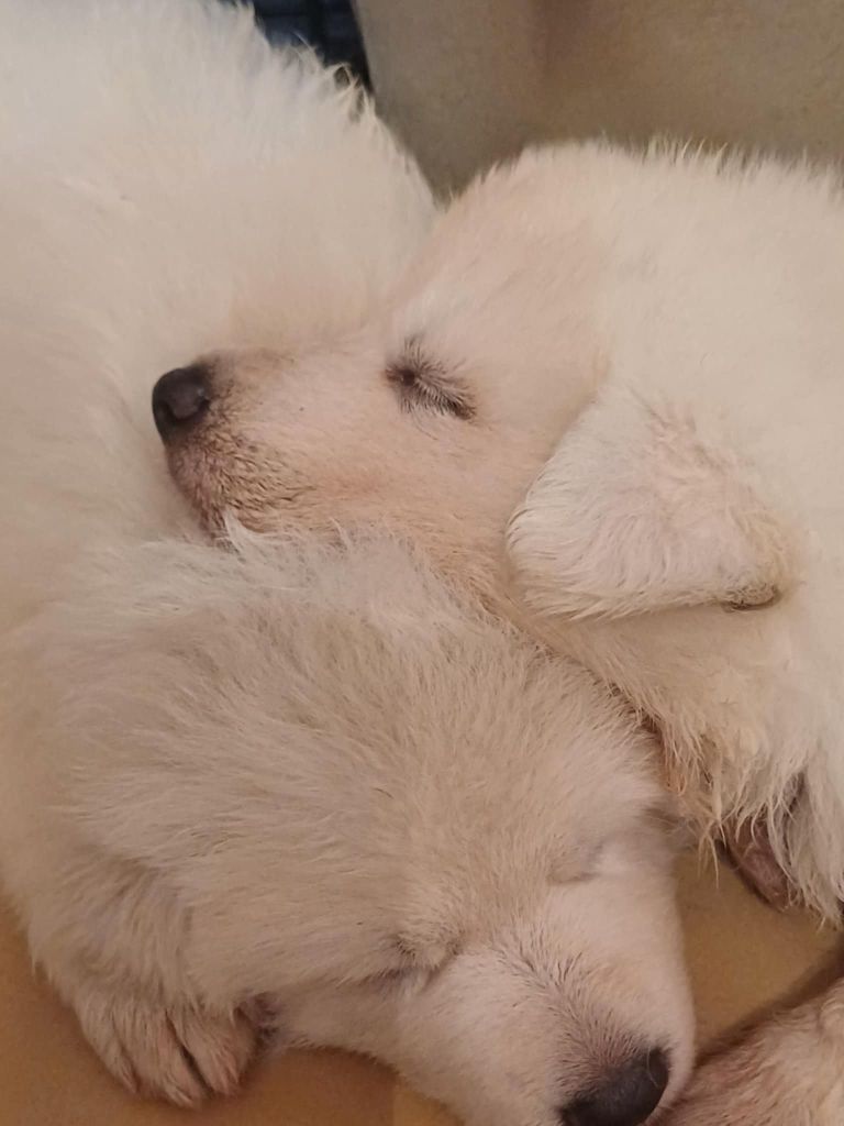 Della Bianca Neve - Chiots disponibles - Berger Blanc Suisse