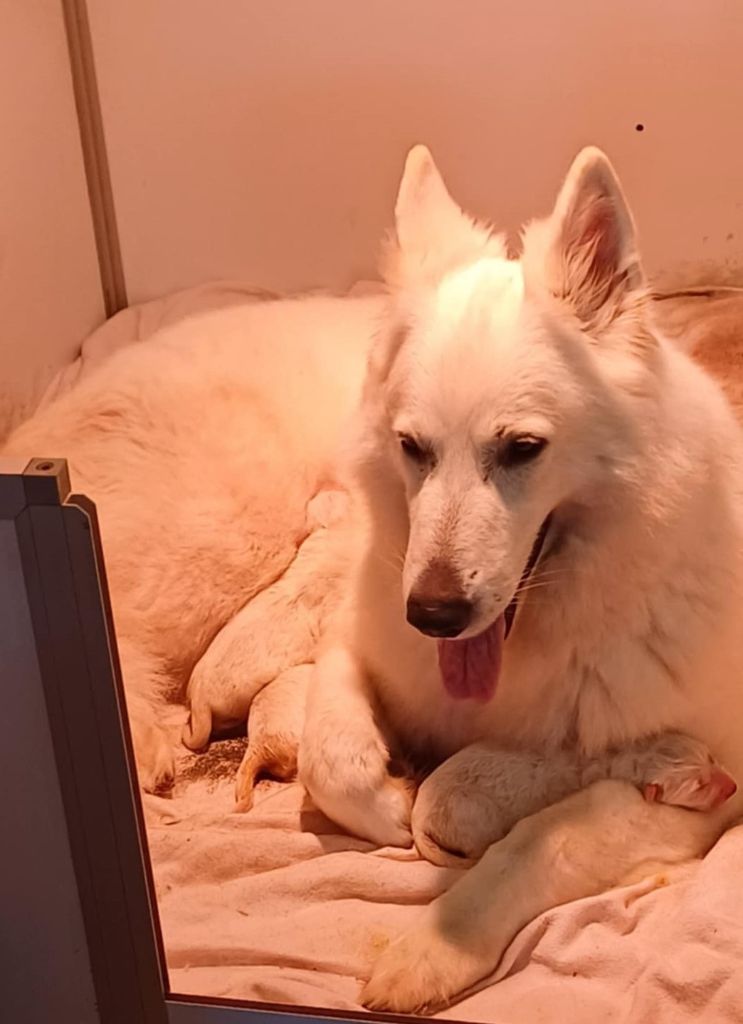 Chiot Berger Blanc Suisse Della Bianca Neve
