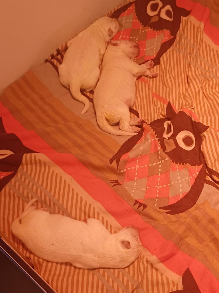 Della Bianca Neve - Chiots disponibles - Berger Blanc Suisse