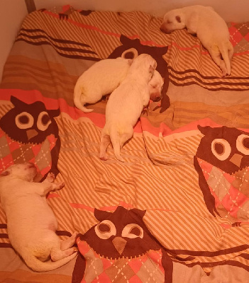 CHIOT