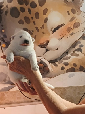 CHIOT 5