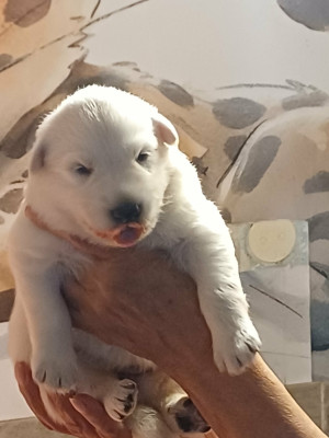CHIOT 6