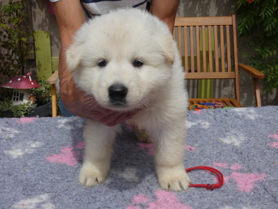 CHIOT collier rouge