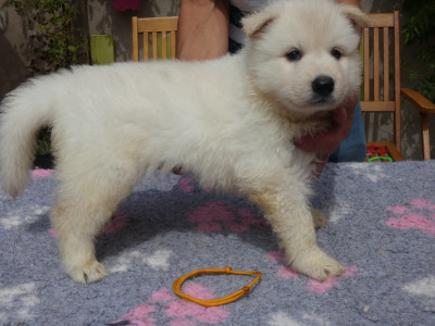 CHIOT collier jaune BINA