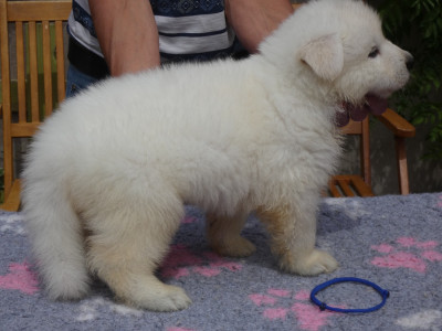 CHIOT collier bleu marine BYRON