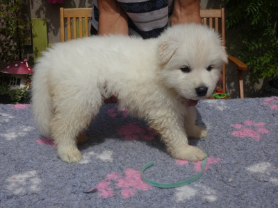 CHIOT collier bleu ciel BALTO