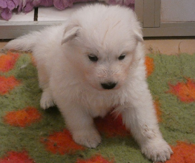 CHIOT