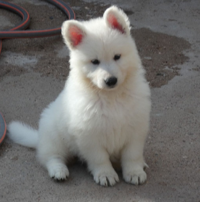 CHIOT