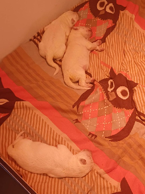 CHIOT