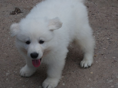 CHIOT