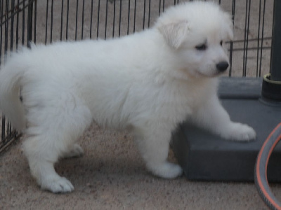 CHIOT