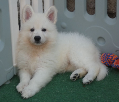 CHIOT