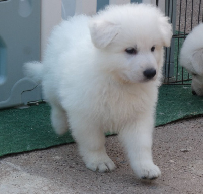 CHIOT