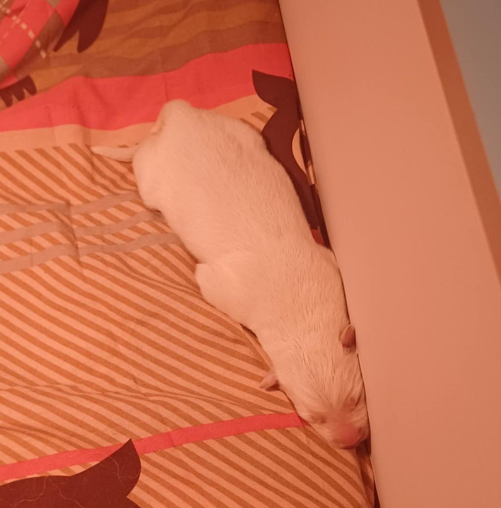 Della Bianca Neve - Chiots disponibles - Berger Blanc Suisse