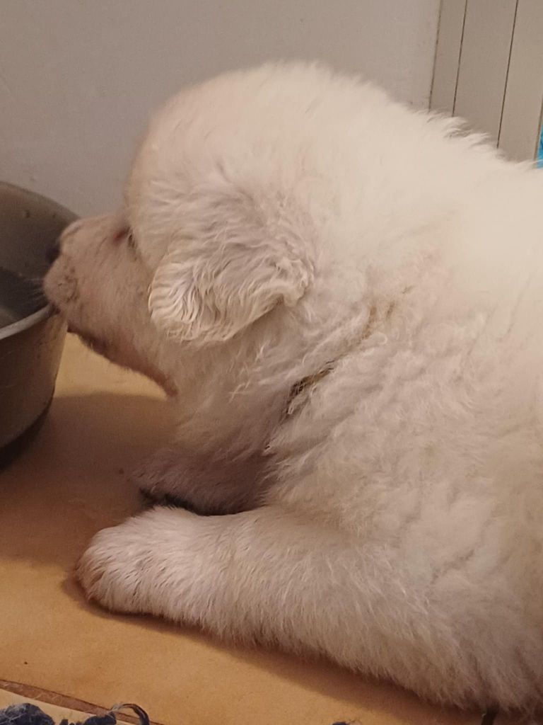 Della Bianca Neve - Chiots disponibles - Berger Blanc Suisse
