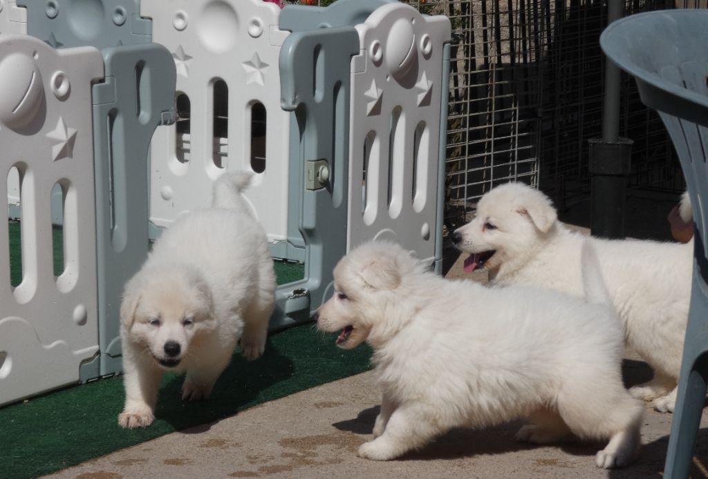 Della Bianca Neve - Berger Blanc Suisse - Portée née le 31/05/2025
