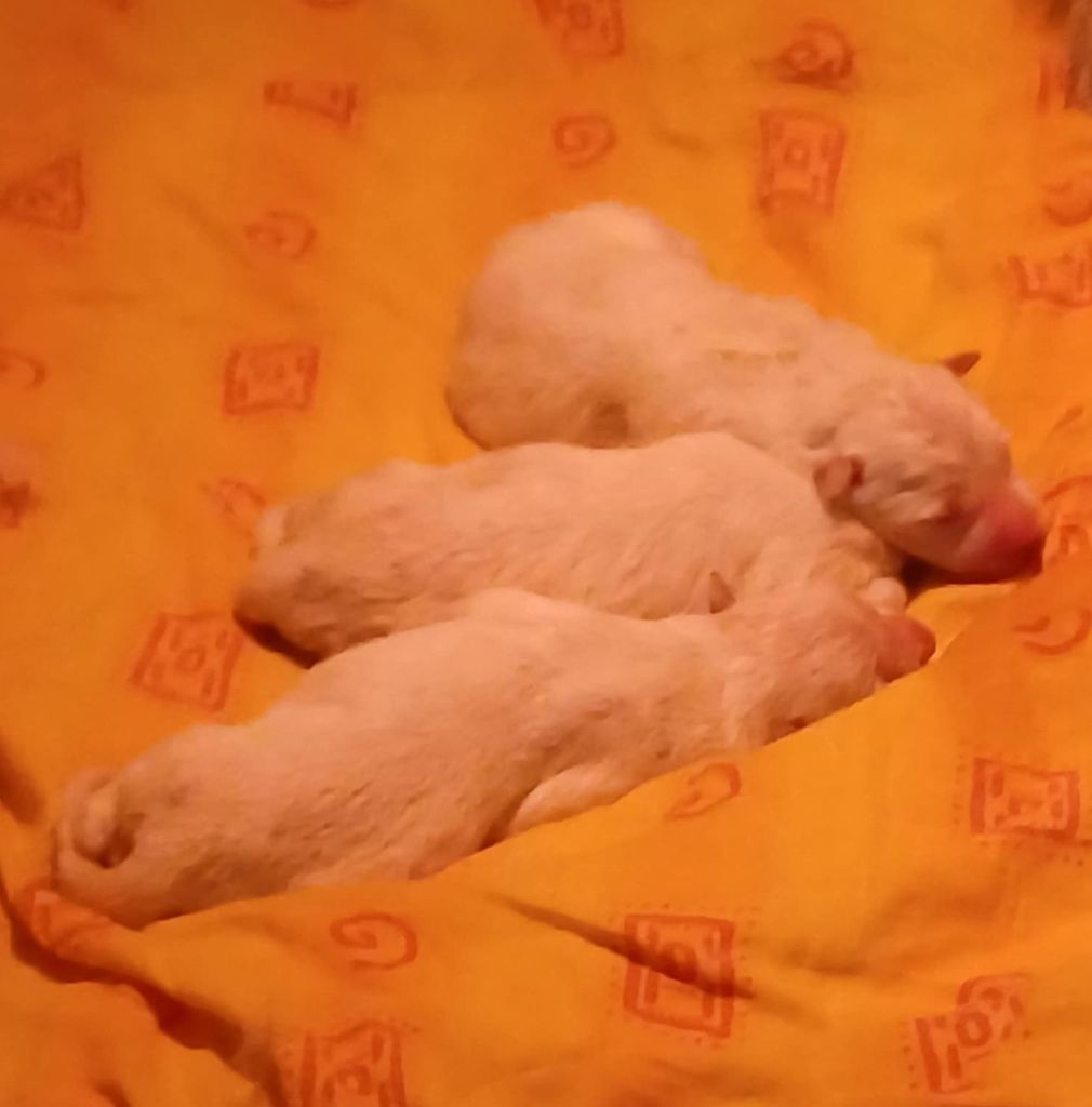 Della Bianca Neve - Chiots disponibles - Berger Blanc Suisse