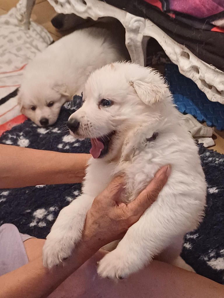 Della Bianca Neve - Chiots disponibles - Berger Blanc Suisse